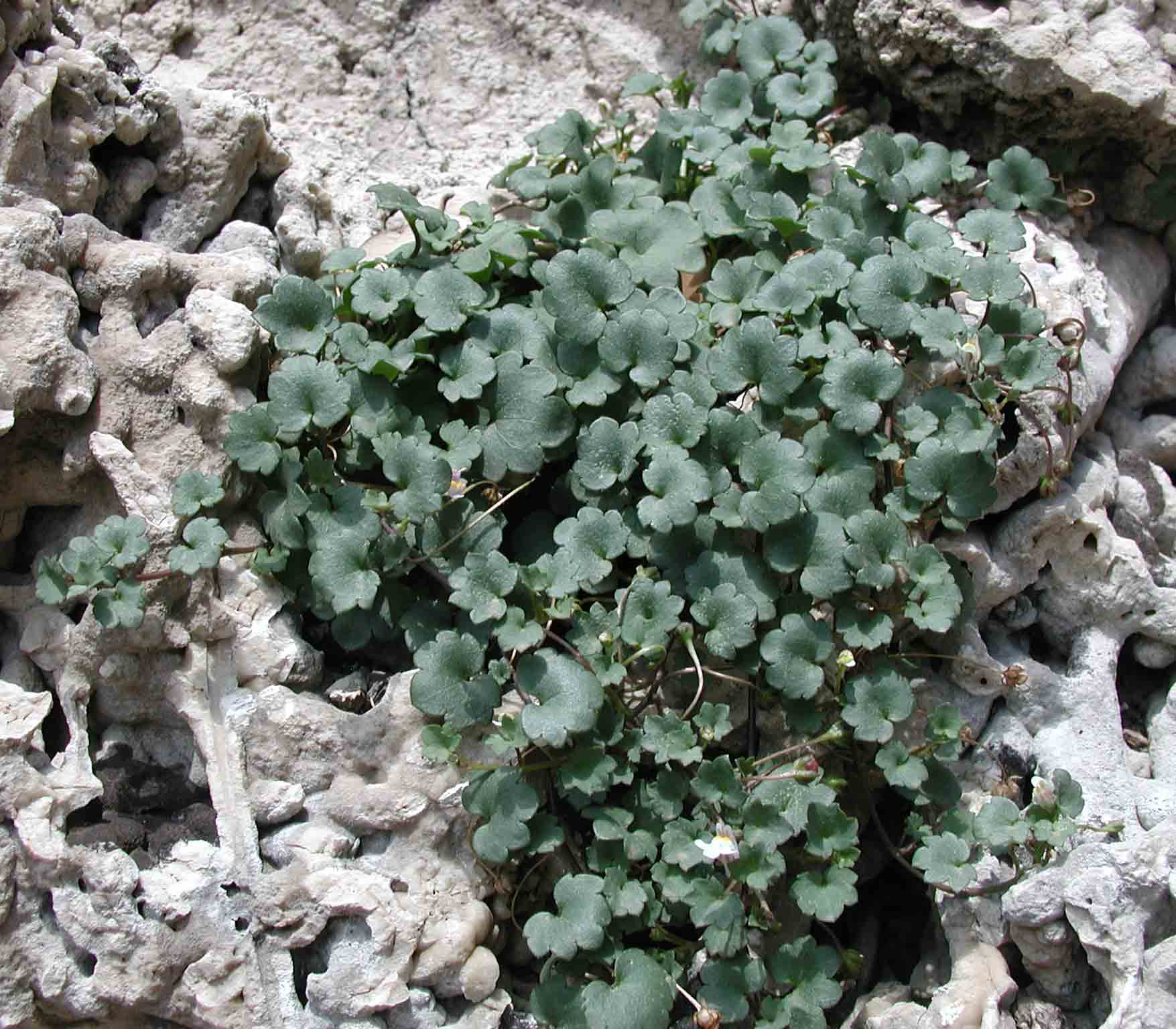 Cymbalaria muralis / Ciombolino comune